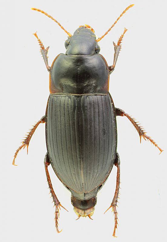 Carabidae_Latina_Lido_24-X-2011_8mm_grey.jpg