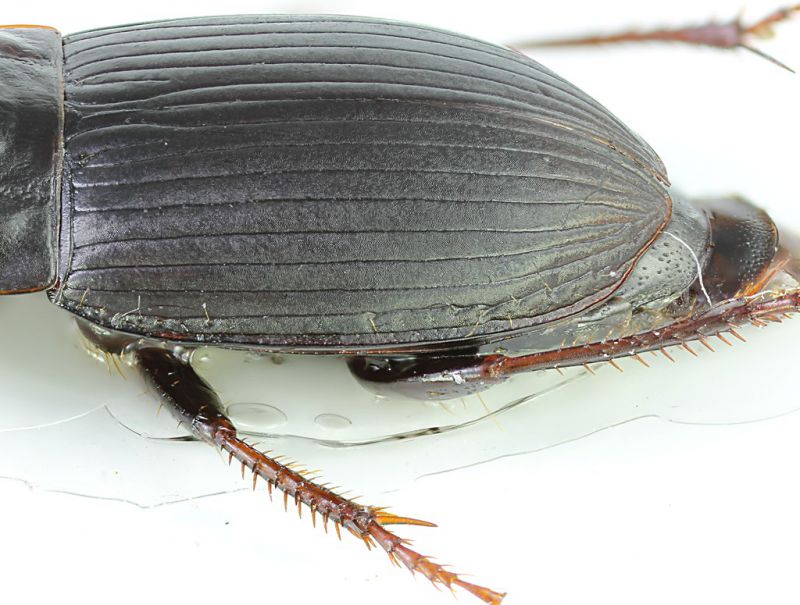 Carabidae_Latina_Lido_24-X-2011.jpg