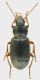 Carabidae_Parco_Aniene_29-X-2011_14mm.jpg