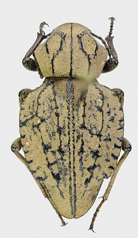 Tenebrionidae_Madagascar_15,5mm.jpg