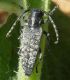 Pilemia annulata wawerkana (Reitter, 1905).jpg