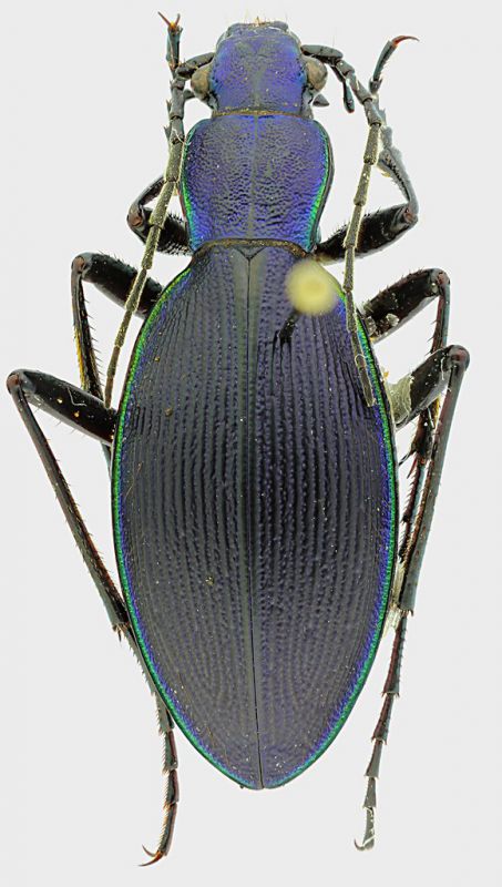 Ceroglossus_darwini_23mm.jpg