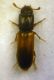 Aulonium ruficorne (Olivier, 1790) Zopheridae Colydiinae.JPG