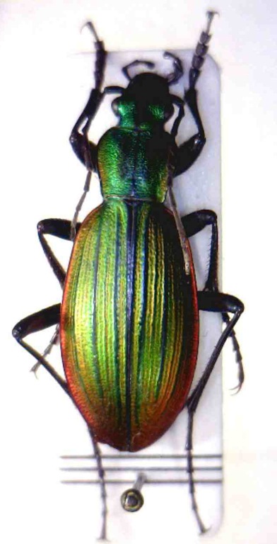 C. magellanicus1.jpg