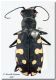 Calomera lunulata_Lampedusa.jpg