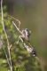 IMGP2412_E_fasciata_sm.JPG