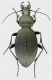 Carabus_coriaceus_Maccarese_30-X-2011_42mm_grey.jpg