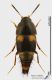 Sepedophilus_bipustulatus_s.JPG