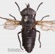 Tabanidae_cf_Hybomitra_sp_FEI_clido.jpg