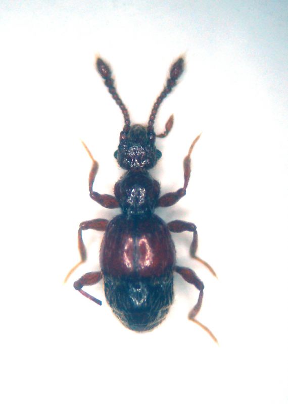 Pselaphidae copia.jpg