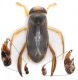 Corixidae-con-capsula-x-web.jpg