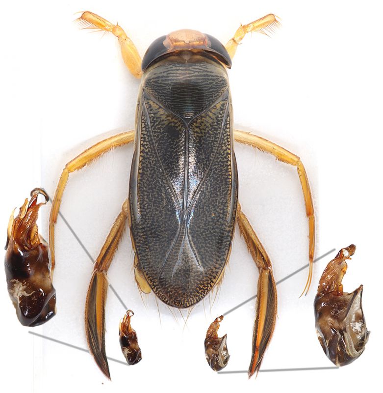 Corixidae-con-capsula-x-web.jpg