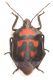 Heteroptera-Africa-UP-x-web.jpg