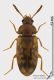 Mycetophagus_multipunctatus_s.JPG