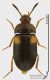 Mycetophagus_quadripustulatus_s.JPG