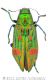 Chrysodema robustawtmk.jpg