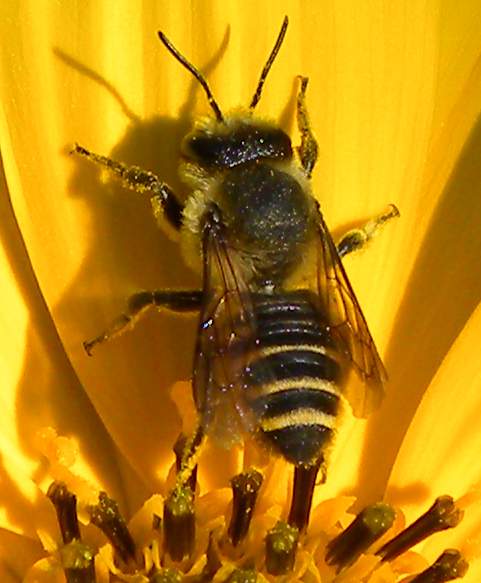 Alberoni 30 settembre 2011 072a.jpg