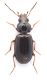 Carabidae-x-web.jpg