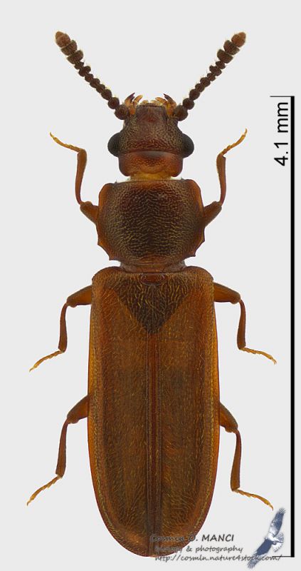 Pediacus_dermestoides_s.jpg