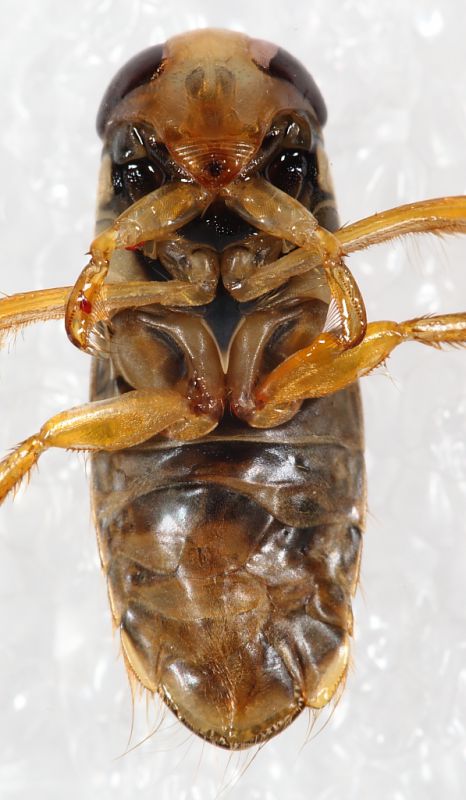 Corixa male asimmetria2.JPG