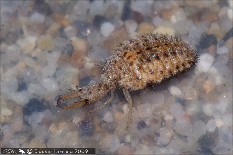 Larva2_Myrmelontidae_0448.jpg