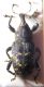 Hylobius abietis.jpg
