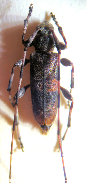 Acanthocinus.jpg