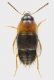 Staphylinidae_Cineto_10-X-2011_2,7mm_grey.jpg