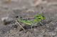 DSC_9363pbase.jpg