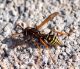 Polistes dominulus (Christ 1791) HYMENOPTERA VESPIDAE 16 Ottobre  2009 044 Visualizzazione Web - Media.jpg
