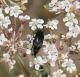 Variimorda sp. 4.jpg