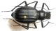 O.pilicollis02.jpg