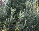 QUERCUS ILEX 1.jpg