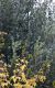 QUERCUS ILEX 2.jpg