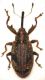 anthonomus.jpg