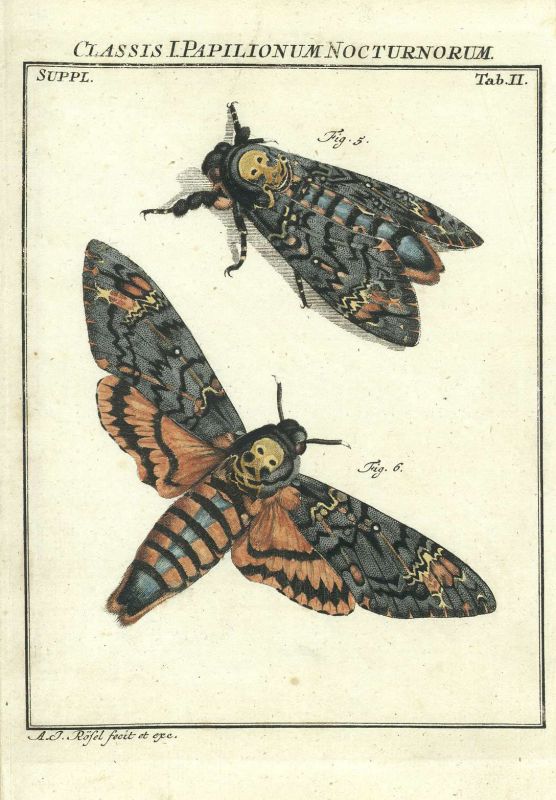 Papilionum 1.jpg