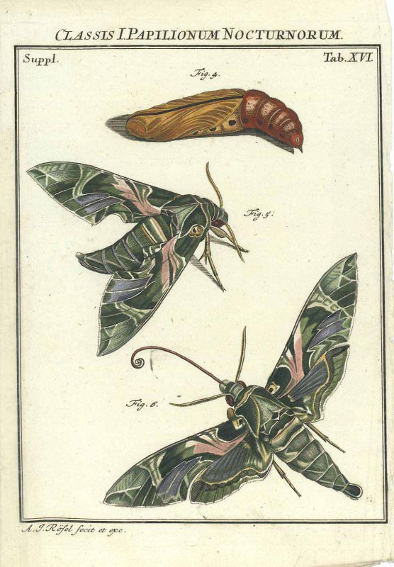 Papilionum 11.jpg