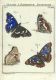 Papilionum.jpg