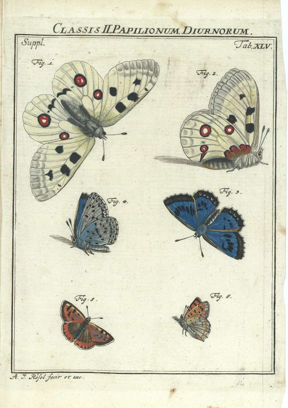 Papilionum 2.jpg