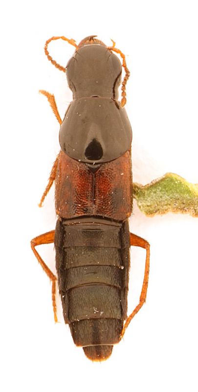 IMG_0968 Staphylinidae.jpg