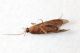 Tricoptera Capanne MeF10.JPG