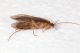 Tricoptera Capanne MeF13.JPG