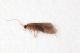 Tricoptera Capanne MeF11.JPG