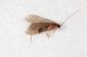 Tricoptera Capanne MeF12.JPG
