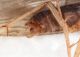 Tricoptera Capanne MeF15.JPG