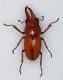 Metopodontus blanchardi Taywanmod.jpg