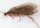 Tricoptera dett16.JPG