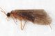 Tricoptera dett17.JPG