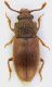 Cryptophagidae_Ostia_6-XI-2011_3,2mm_grey.jpg