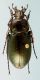 carabus_pirenei01.jpg